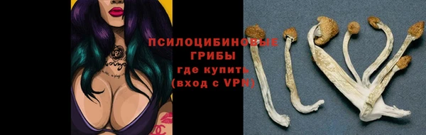стаф Алзамай
